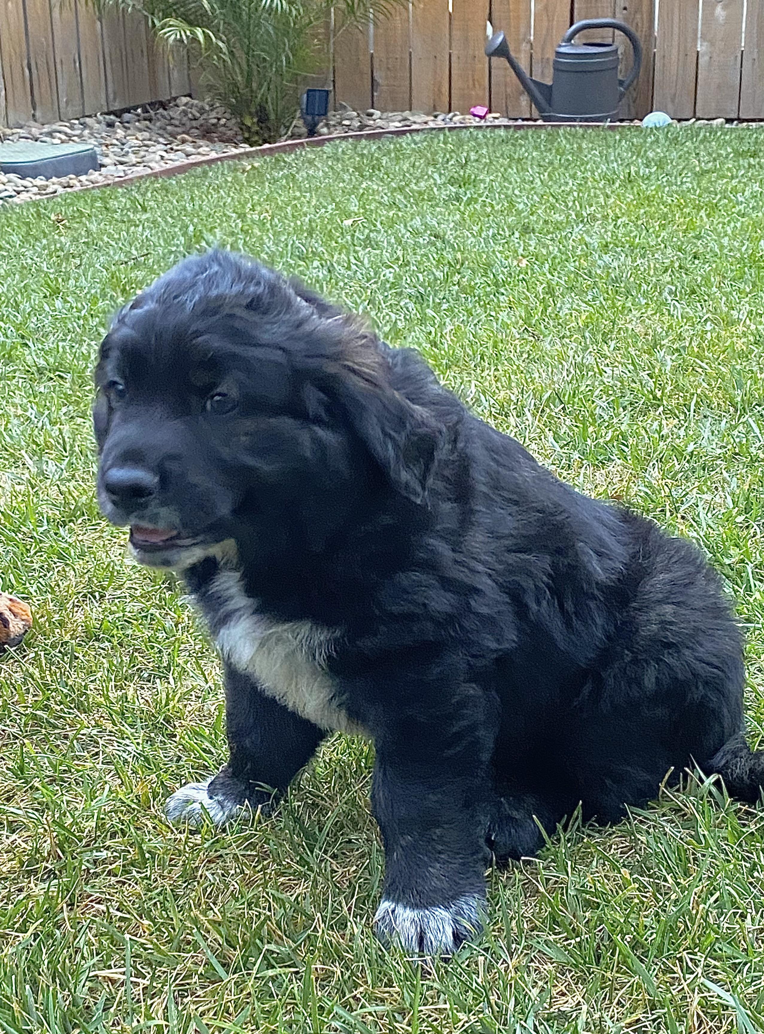 Buster, an adopted mixed breed in Sonora, CA image 2/2