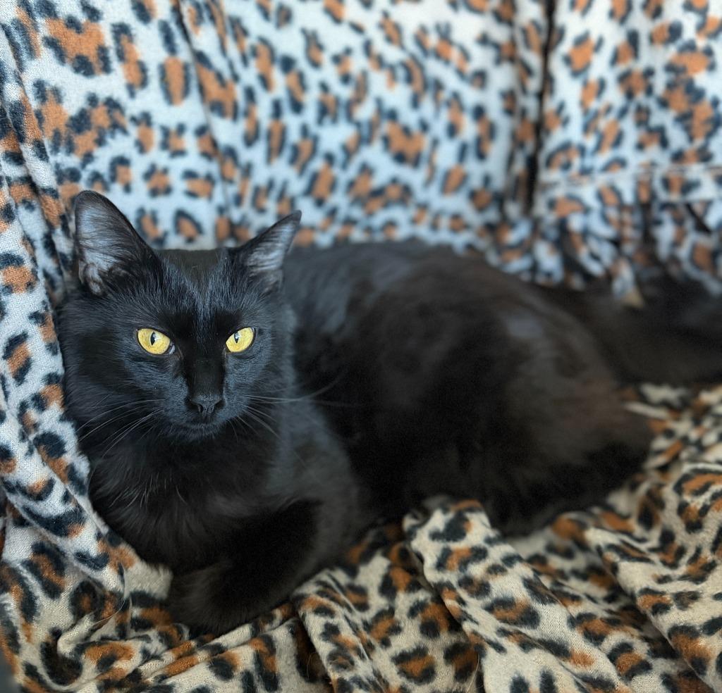 Enlarge Gwendolyn26, a Adoptable mixed breed in Youngsville, NC image 3/6