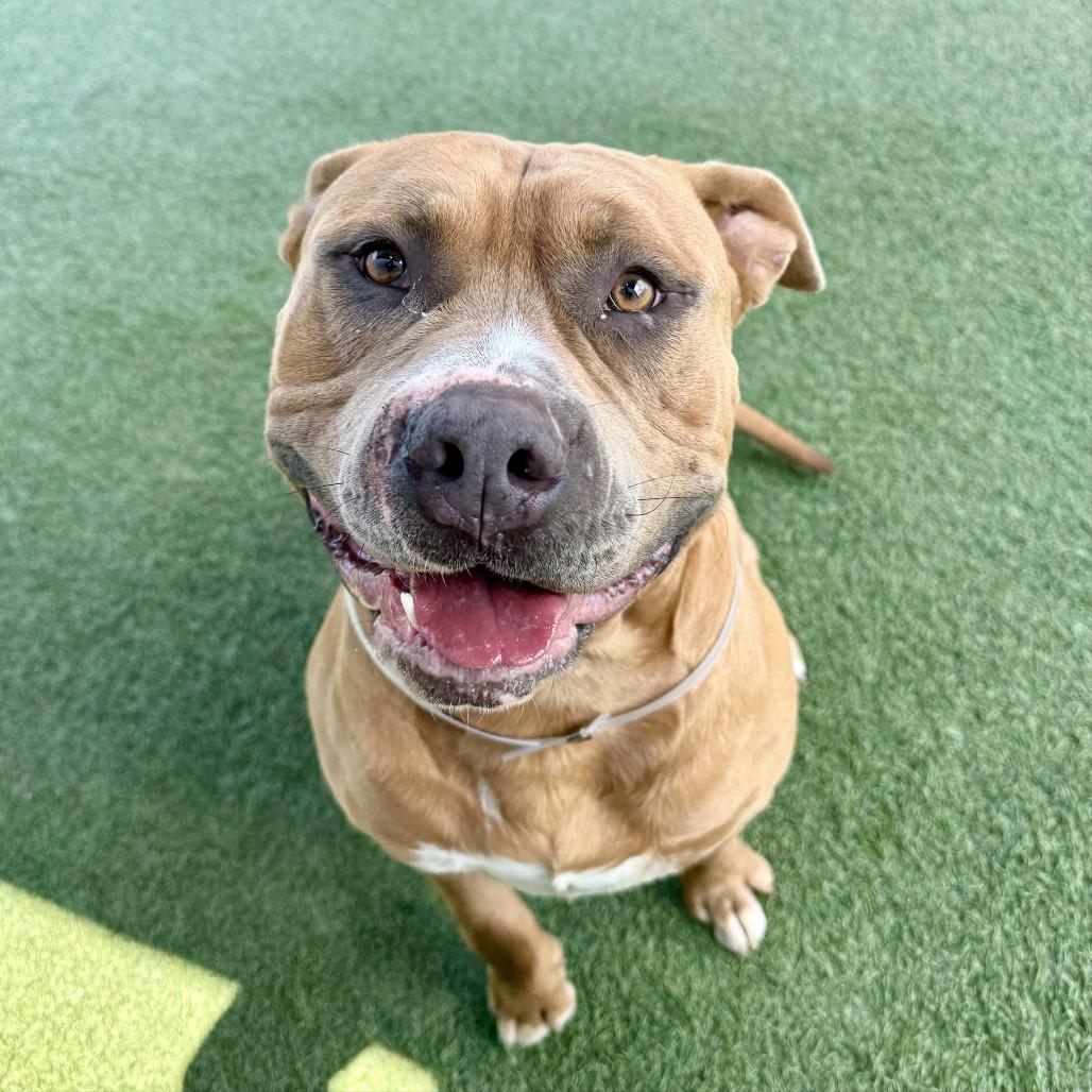 Enlarge Buck, a Adoptable Pit Bull Terrier in Hawthorne, CA image 2/6