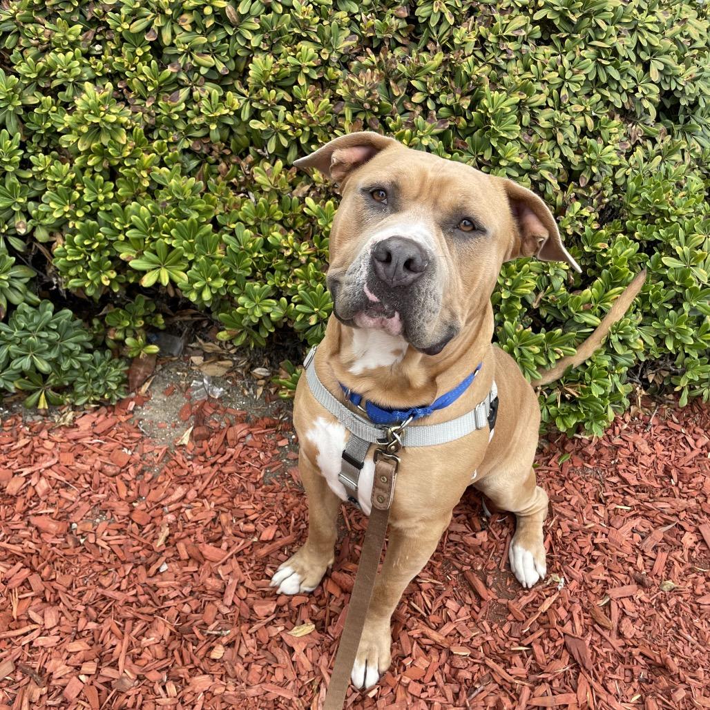 Enlarge Buck, a Adoptable Pit Bull Terrier in Hawthorne, CA image 2/6