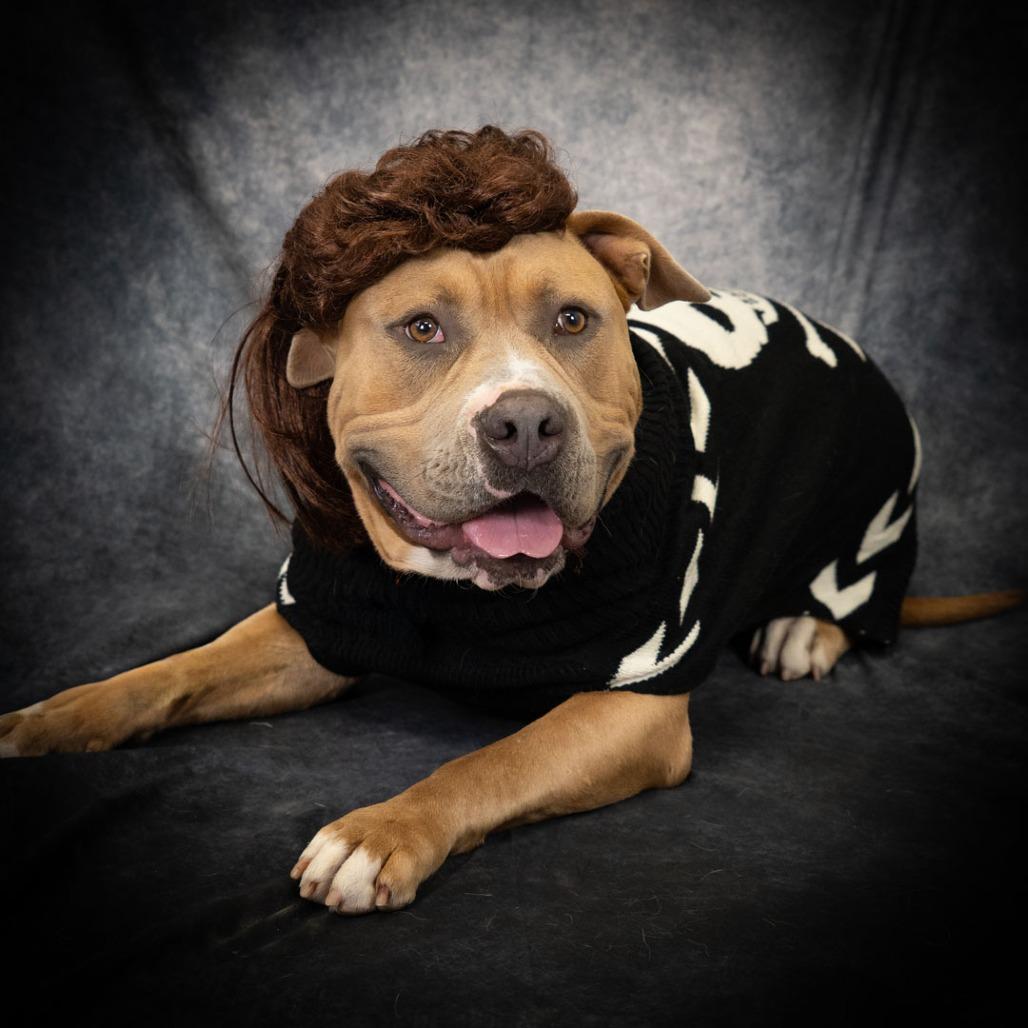 Buck, Adoptable, Adult Male Pit Bull Terrier.