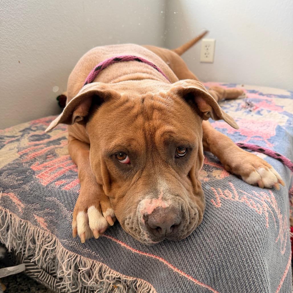 Enlarge Buck, a Adoptable Pit Bull Terrier in Hawthorne, CA image 4/6