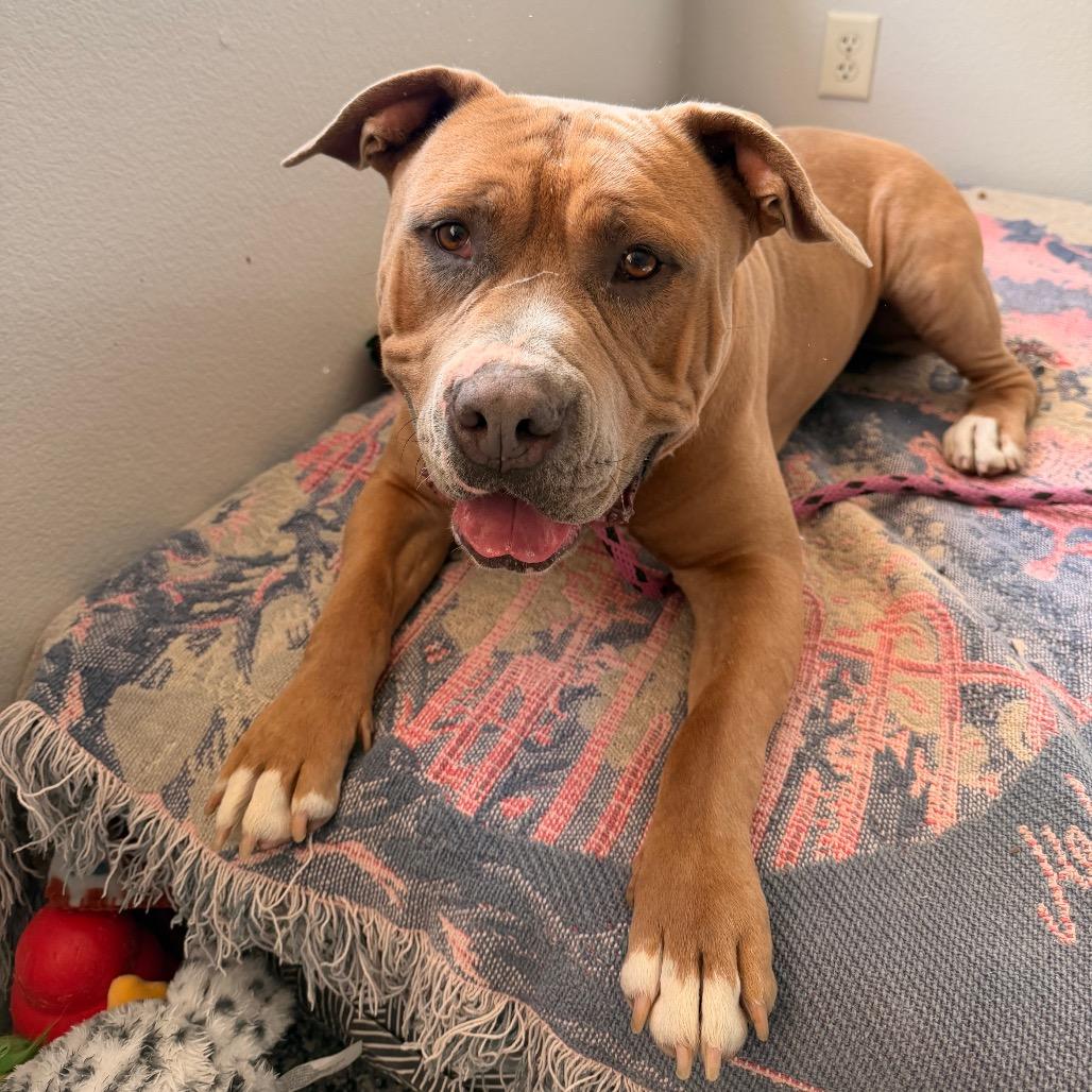 Enlarge Buck, a Adoptable Pit Bull Terrier in Hawthorne, CA image 6/6