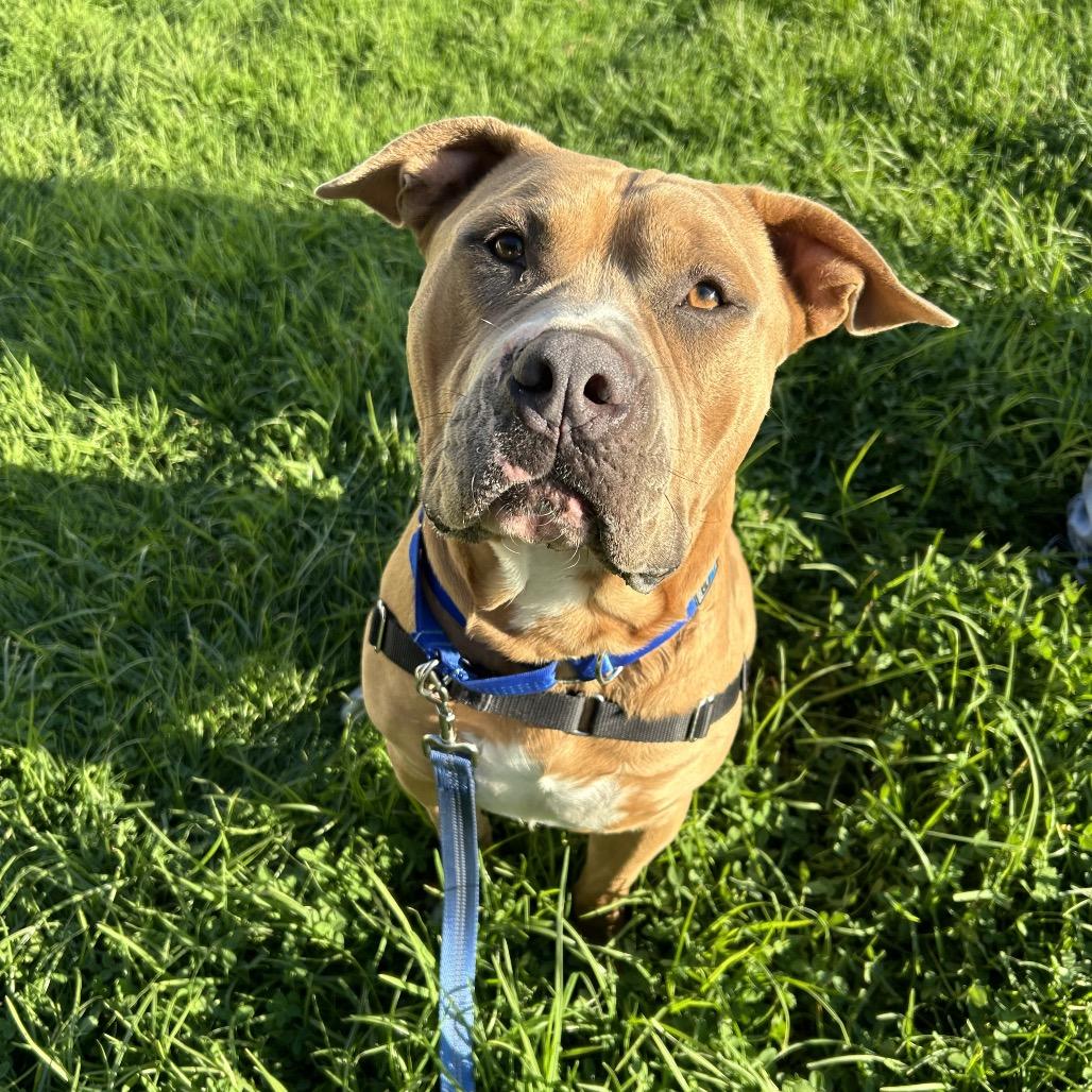 Enlarge Buck, a Adoptable Pit Bull Terrier in Hawthorne, CA image 6/6