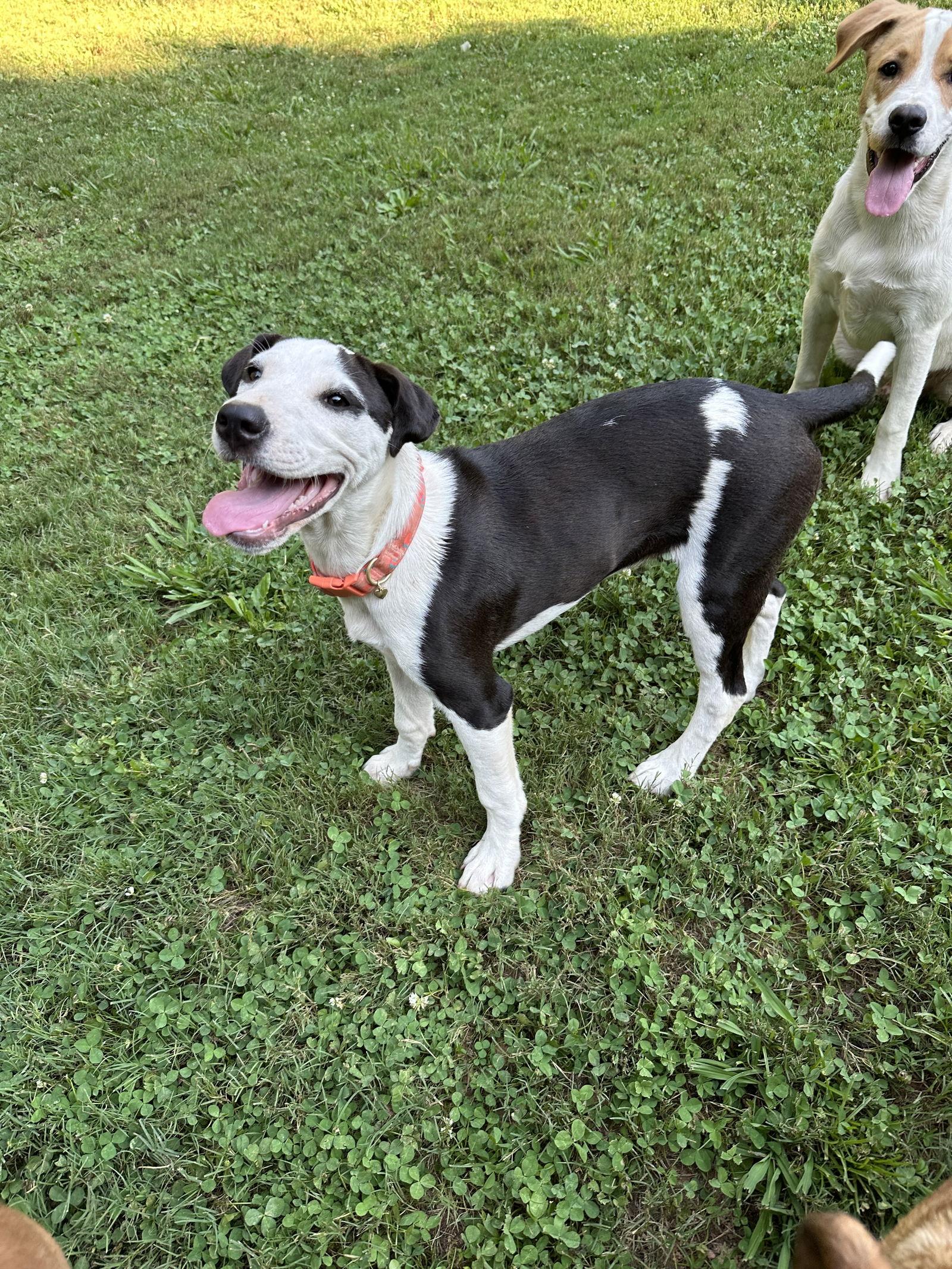 River, Adoptable, Young Female Border Collie & Pit Bull Terrier.