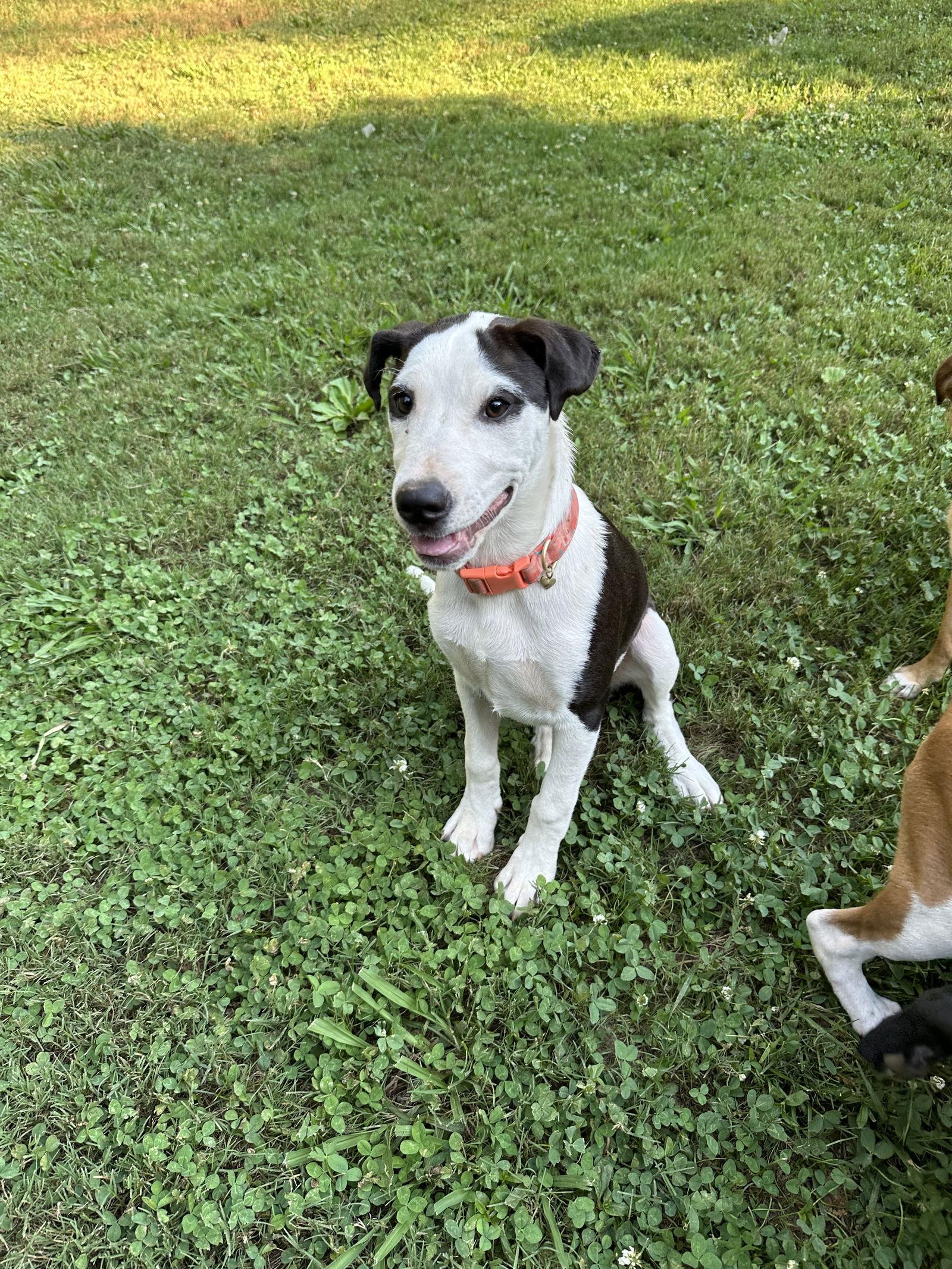 River, a Adoptable mixed breed in Ball Ground, GA image 2/3