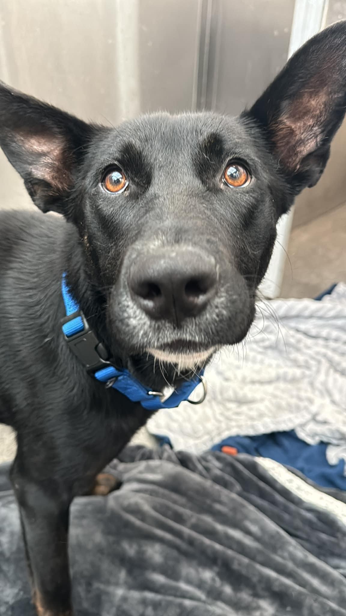 Dog for adoption Luna, a German Shepherd Dog & Black Labrador