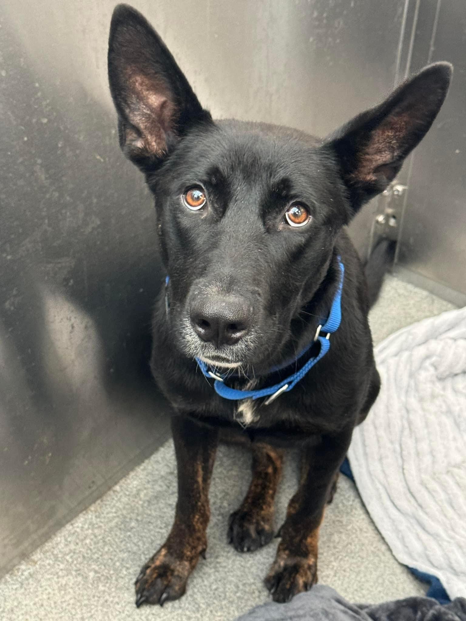 Dog for adoption Luna, a German Shepherd Dog & Black Labrador