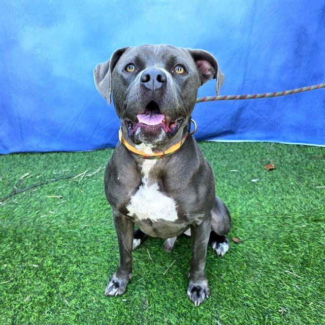 TOMAS, Adoptable, Young Male Pit Bull Terrier.