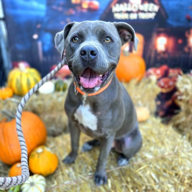 Enlarge TOMAS, a Adoptable Pit Bull Terrier in Long Beach, CA image 1/1