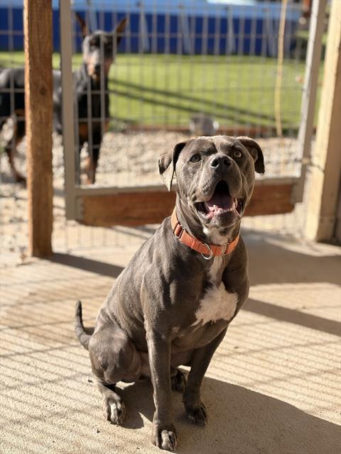 Enlarge TOMAS, a Adoptable Pit Bull Terrier in Long Beach, CA image 1/1