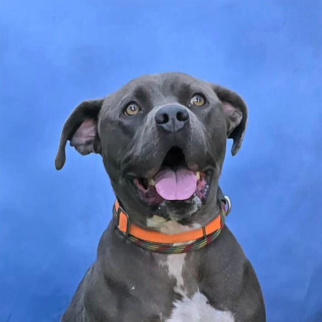 TOMAS, Adoptable, Young Male Pit Bull Terrier.