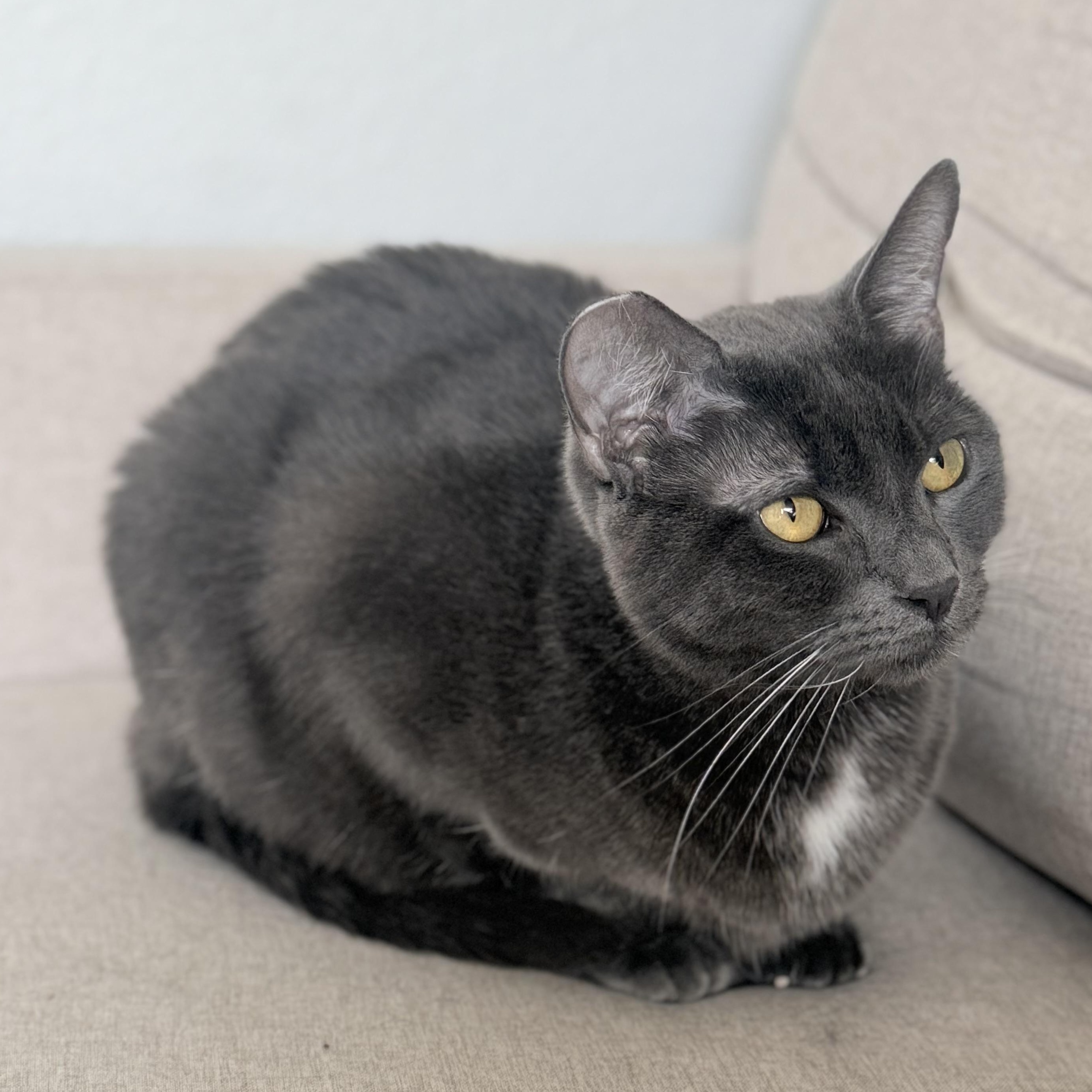 Charlotte, a Adoptable Domestic Short Hair in Los Angeles, CA image 3/5