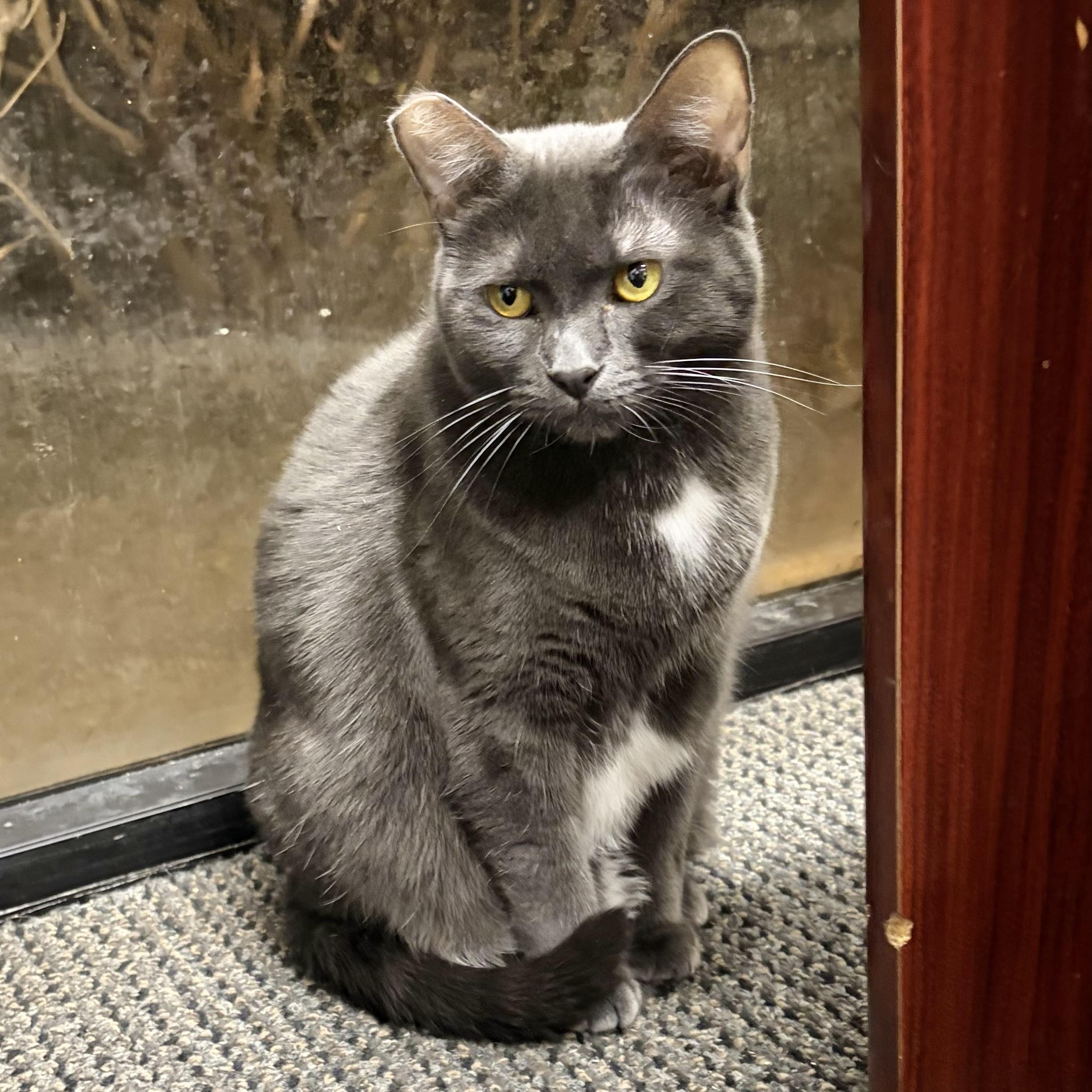 Enlarge Charlotte, a Adoptable Domestic Short Hair in Los Angeles, CA image 3/6