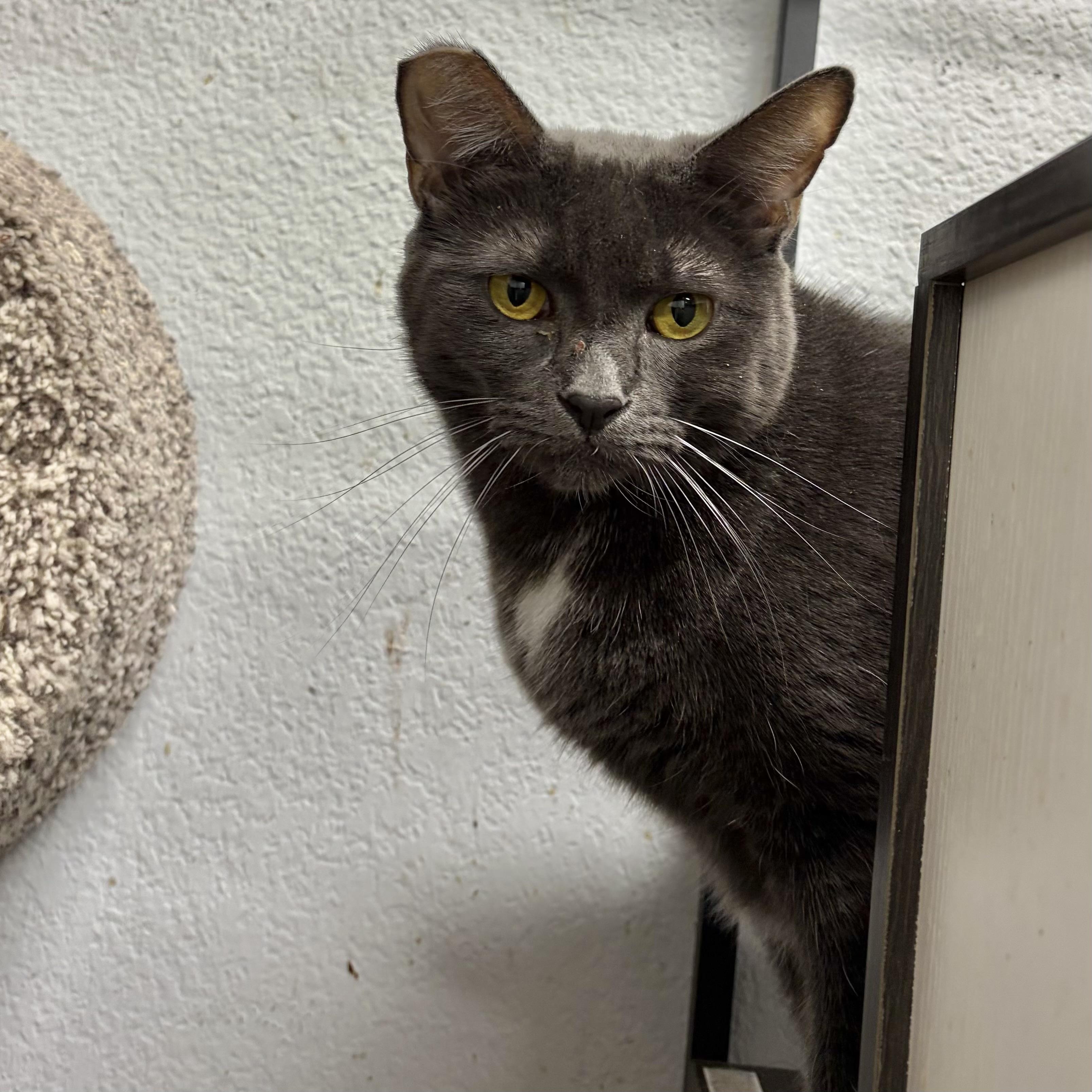 Charlotte, a Adoptable Domestic Short Hair in Los Angeles, CA image 5/5