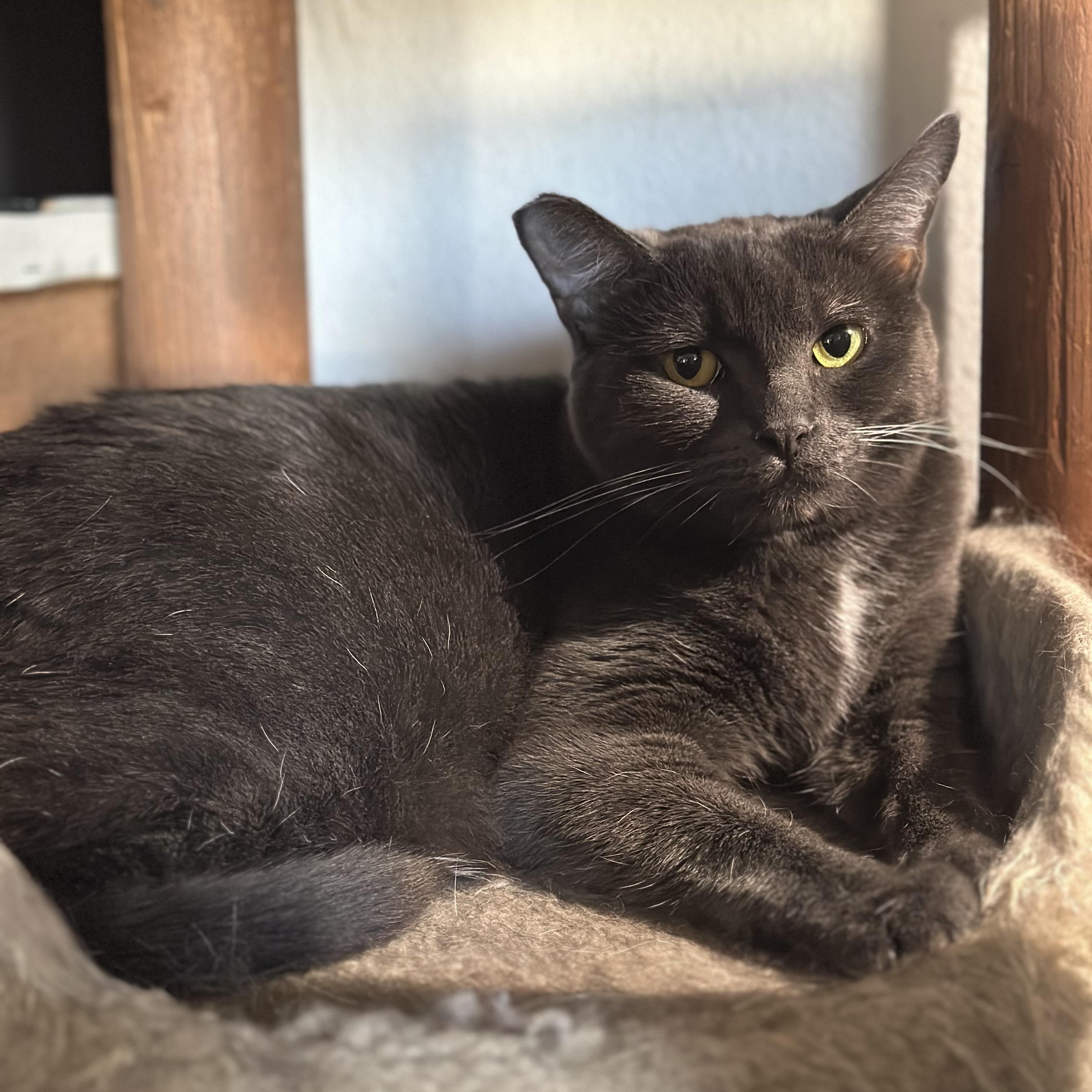 Charlotte, a Adoptable Domestic Short Hair in Los Angeles, CA image 2/5