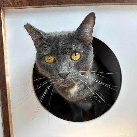 Charlotte, Adoptable, Adult Female Domestic Short Hair.