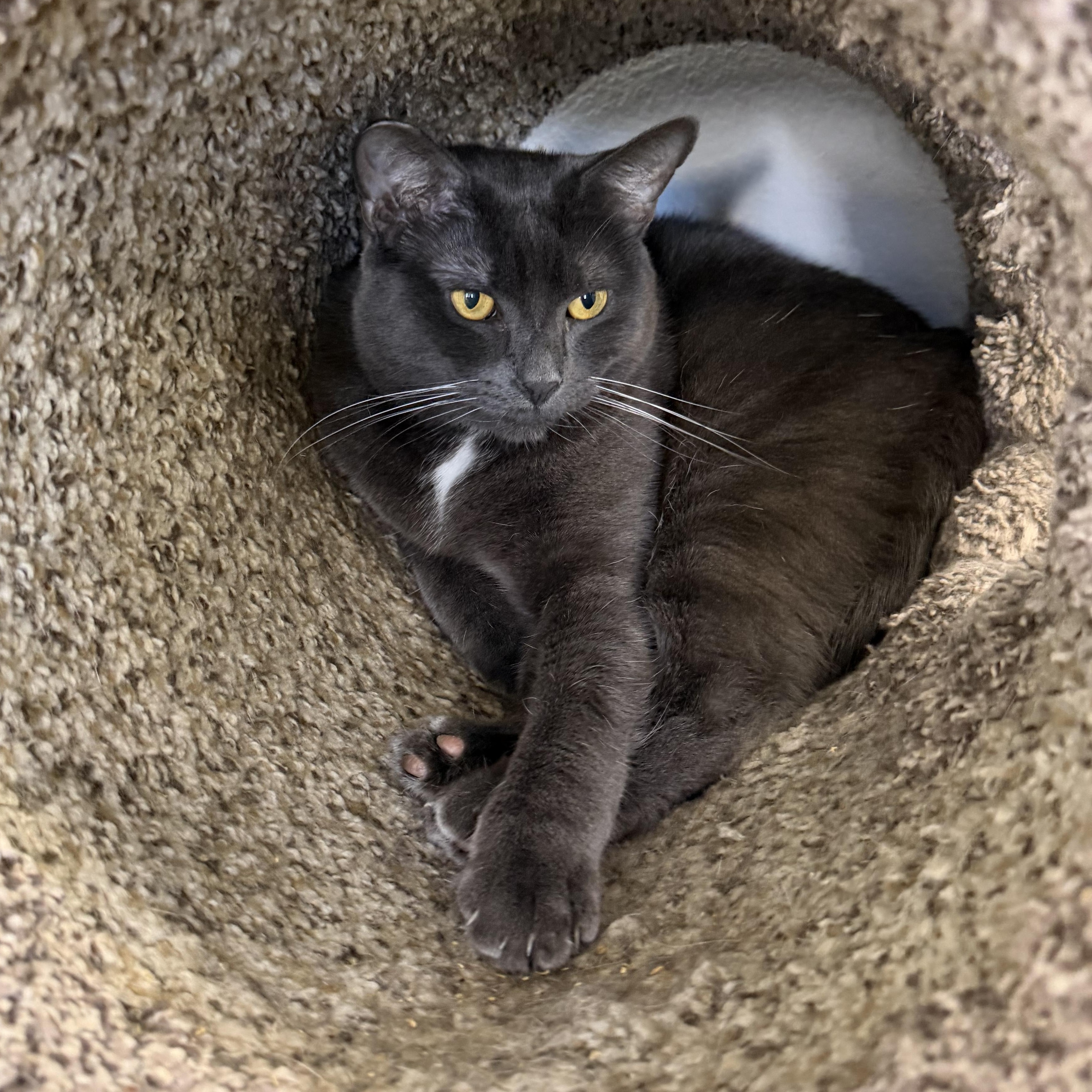 Charlotte, a Adoptable Domestic Short Hair in Los Angeles, CA image 4/6