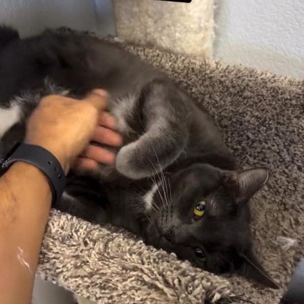 Enlarge Charlotte, a Adoptable Domestic Short Hair in Los Angeles, CA image 3/6