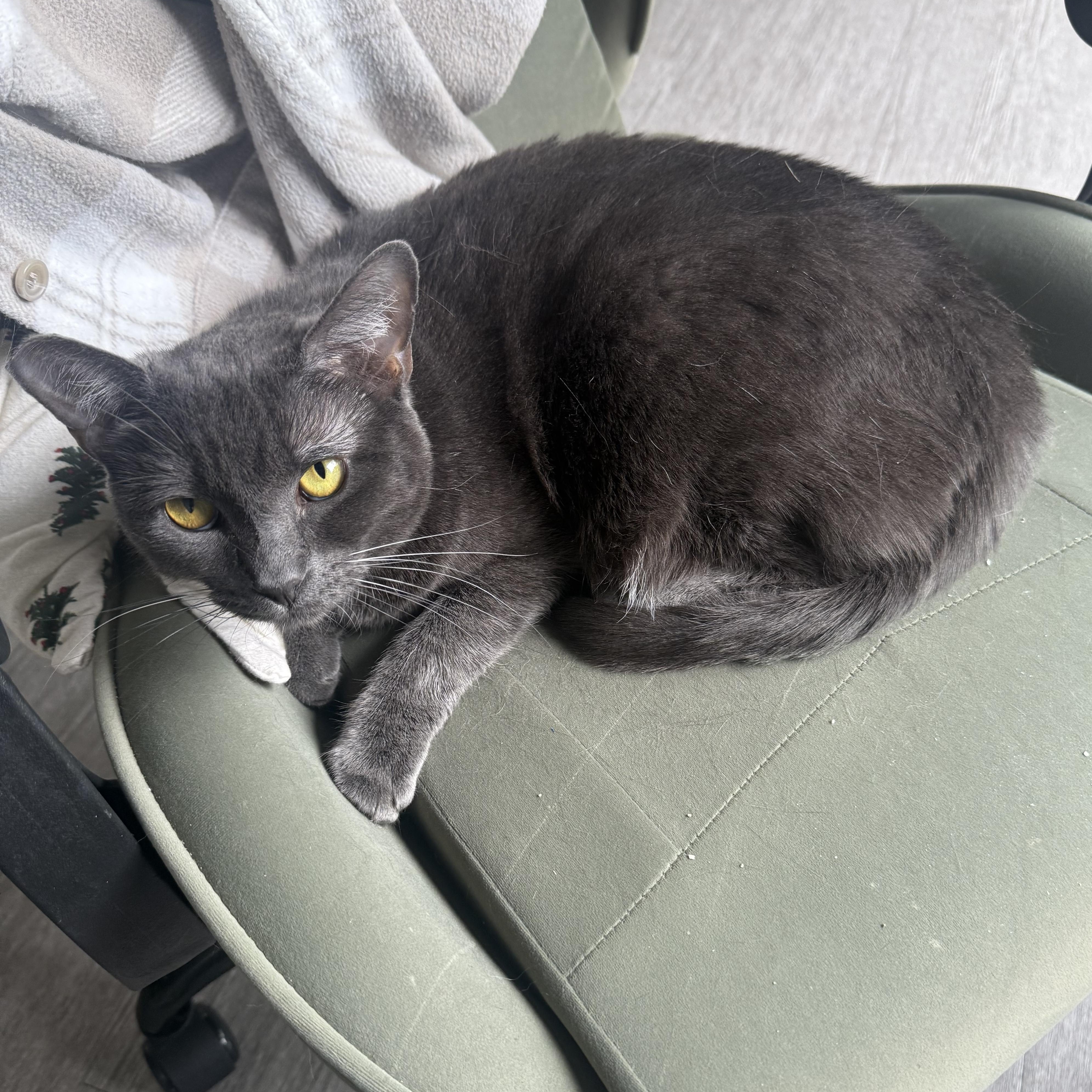 Charlotte, a Adoptable Domestic Short Hair in Los Angeles, CA image 4/5