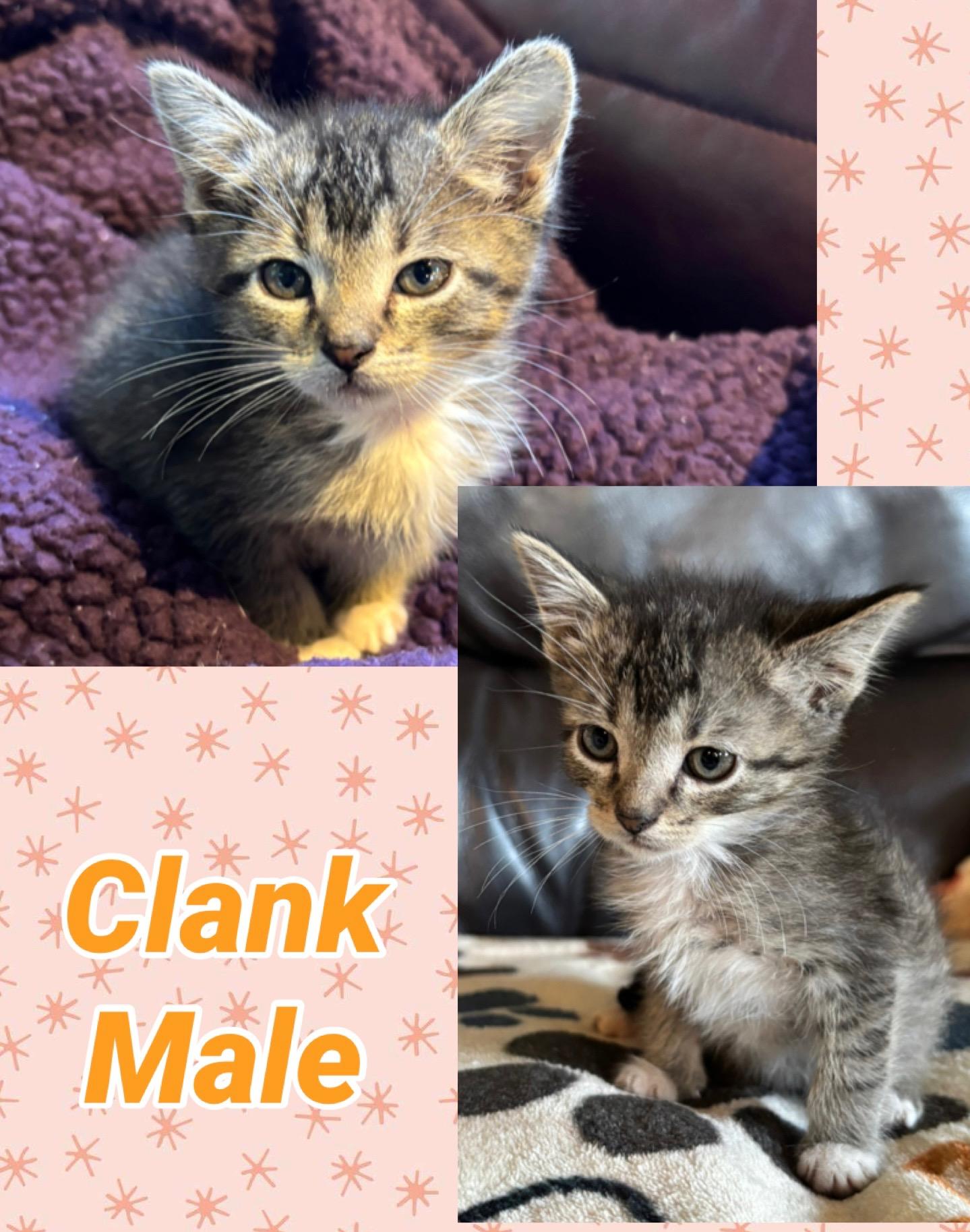 Enlarge Clank, an adopted American Shorthair in Colcord, OK image 1/1