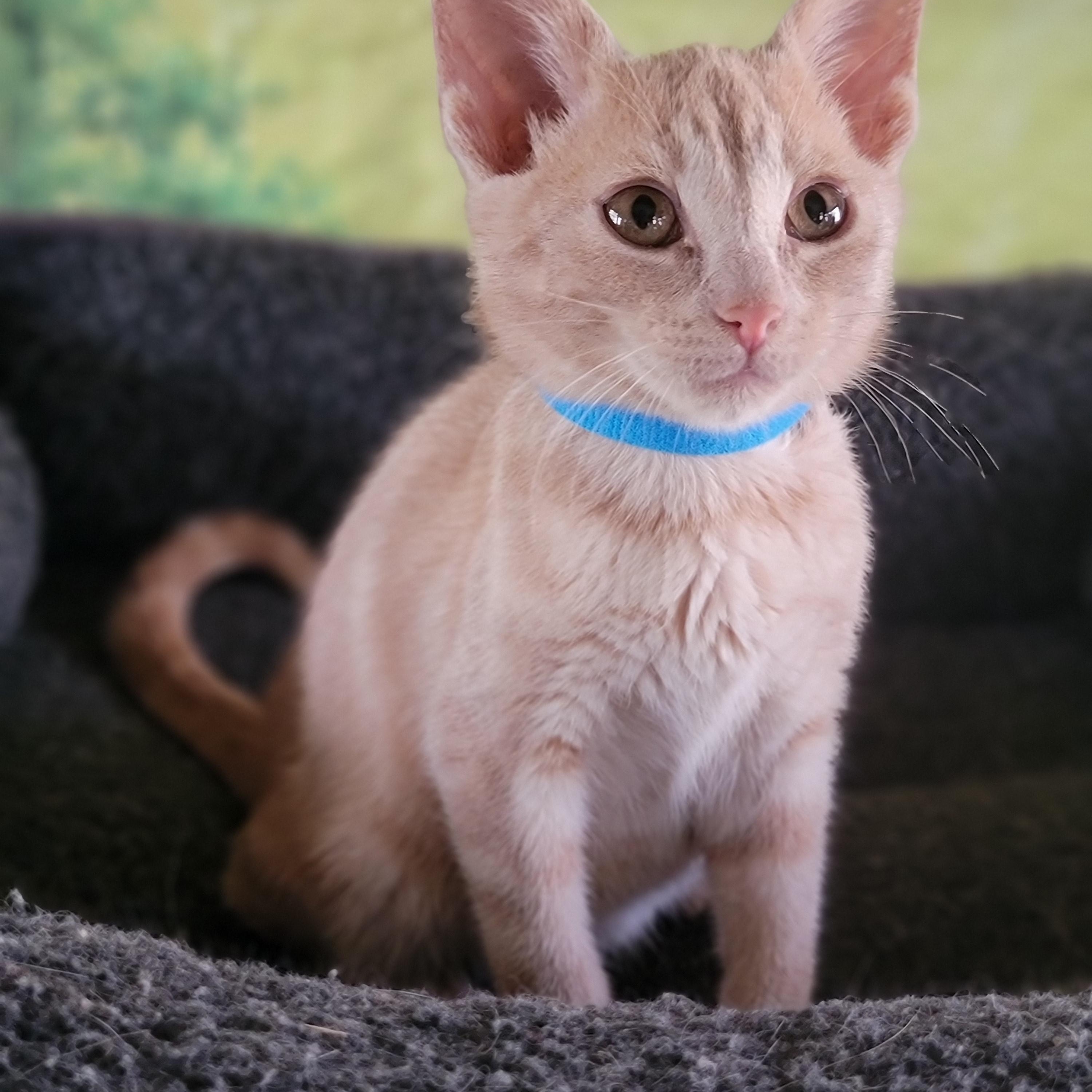 Whiskey, Baby Male Domestic Short Hair