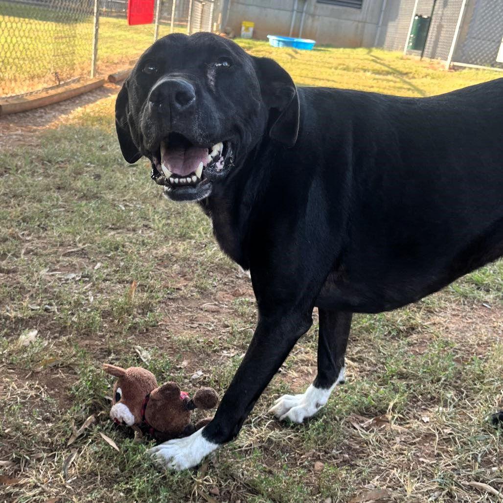 Enlarge Olivia, a Adoptable Mixed Breed in Shelburne, VT image 1/3