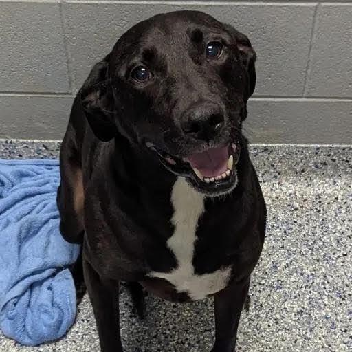 Enlarge Olivia, a Adoptable Mixed Breed in Shelburne, VT image 2/3