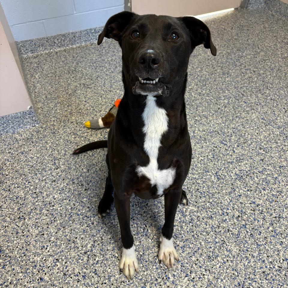 Enlarge Olivia, a Adoptable Mixed Breed in Shelburne, VT image 3/3