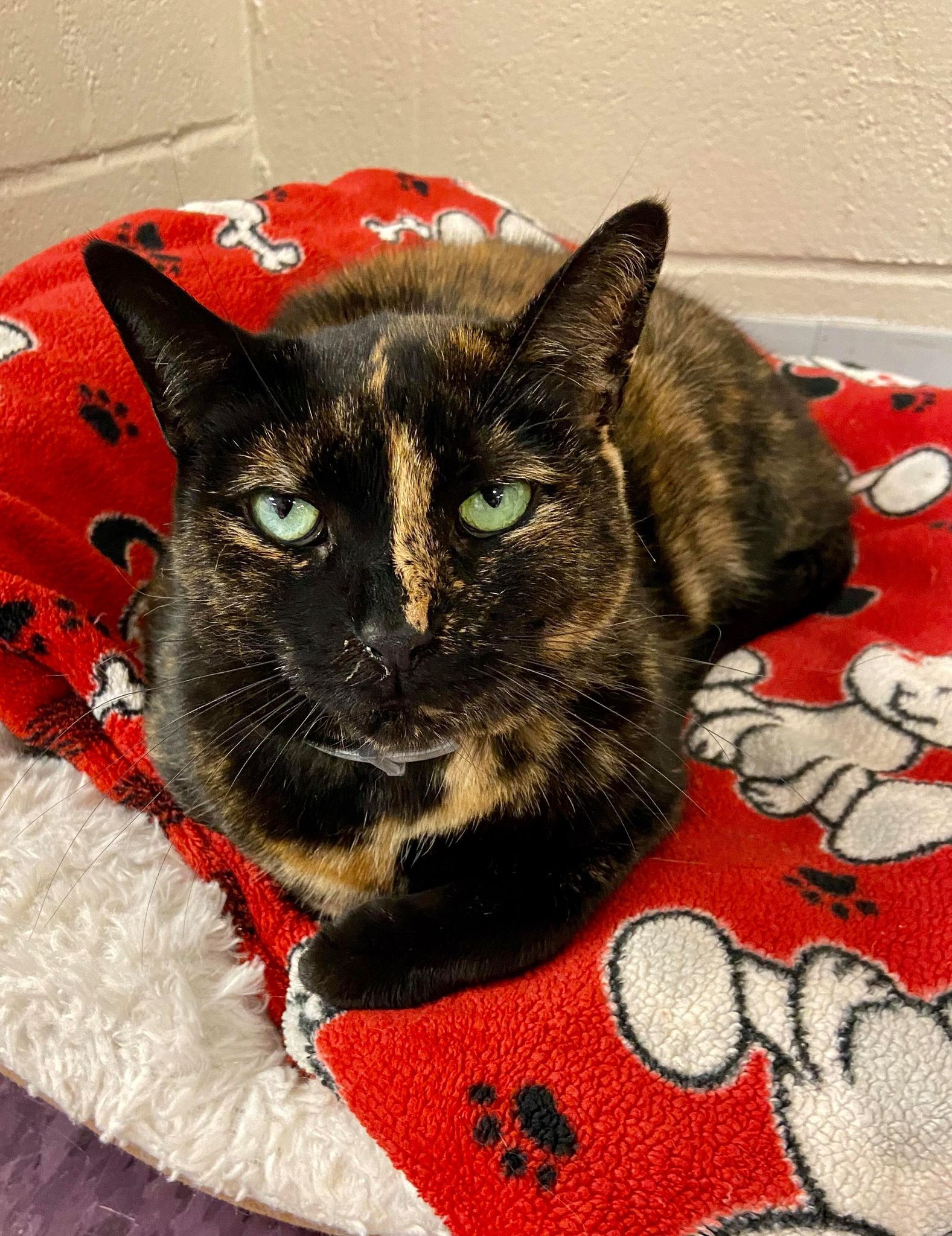 Enlarge Chloe, a Adoptable Domestic Short Hair in Rochester, NY image 1/9