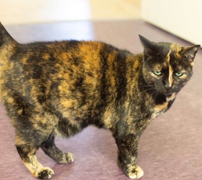 Enlarge Chloe, a Adoptable Domestic Short Hair in Rochester, NY image 2/9