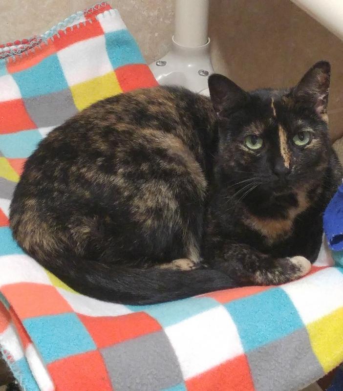 Enlarge Chloe, a Adoptable Domestic Short Hair in Rochester, NY image 3/9