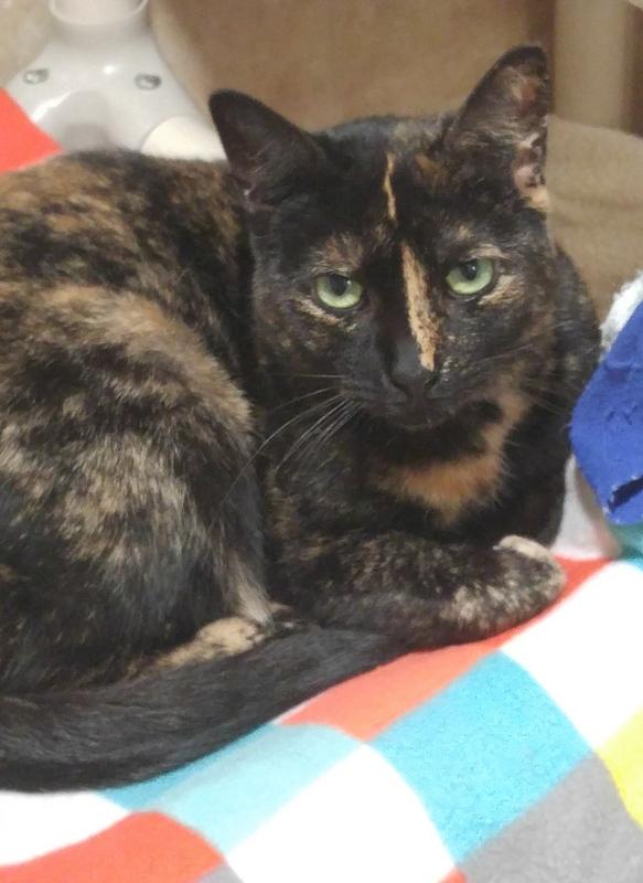 Enlarge Chloe, a Adoptable Domestic Short Hair in Rochester, NY image 4/9