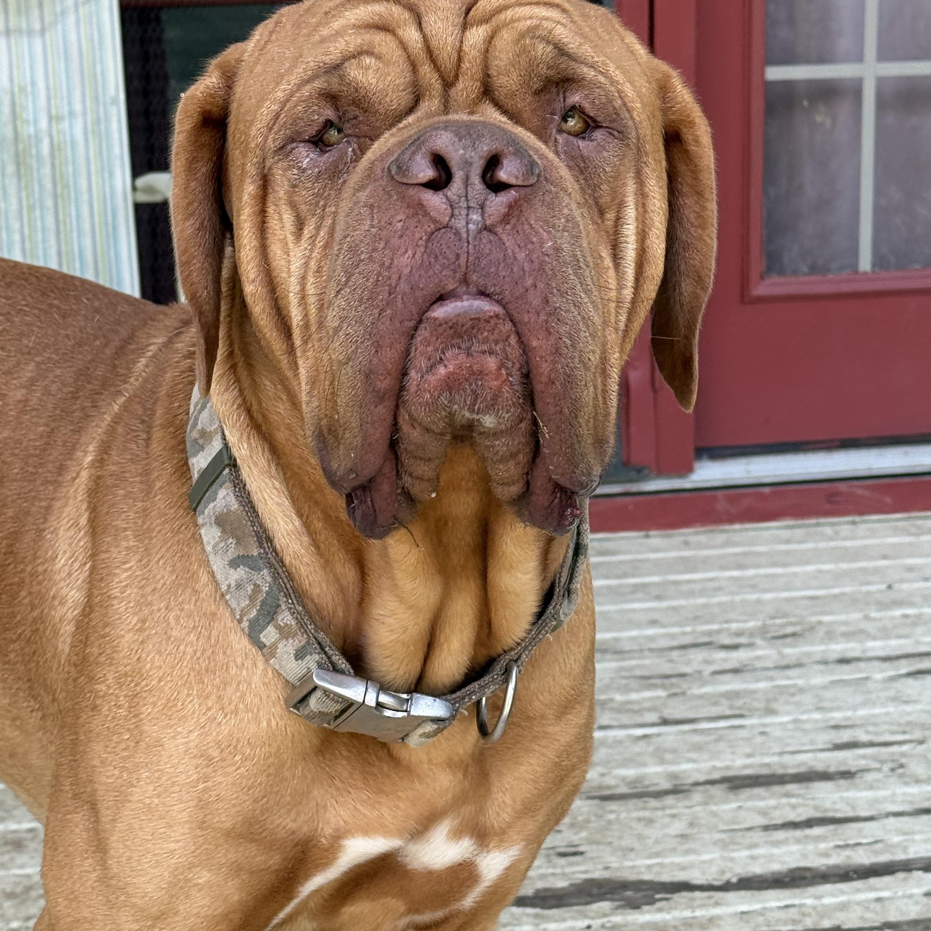 Huck, a Adoptable Dogue de Bordeaux in Gulfport, MS image 2/6