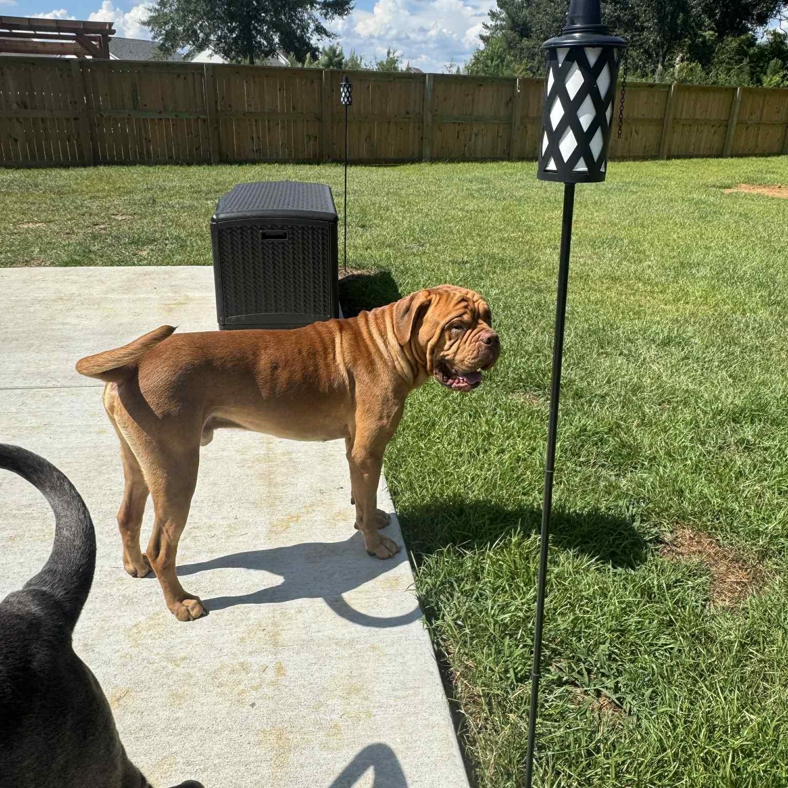Huck, a Adoptable Dogue de Bordeaux in Gulfport, MS image 6/6