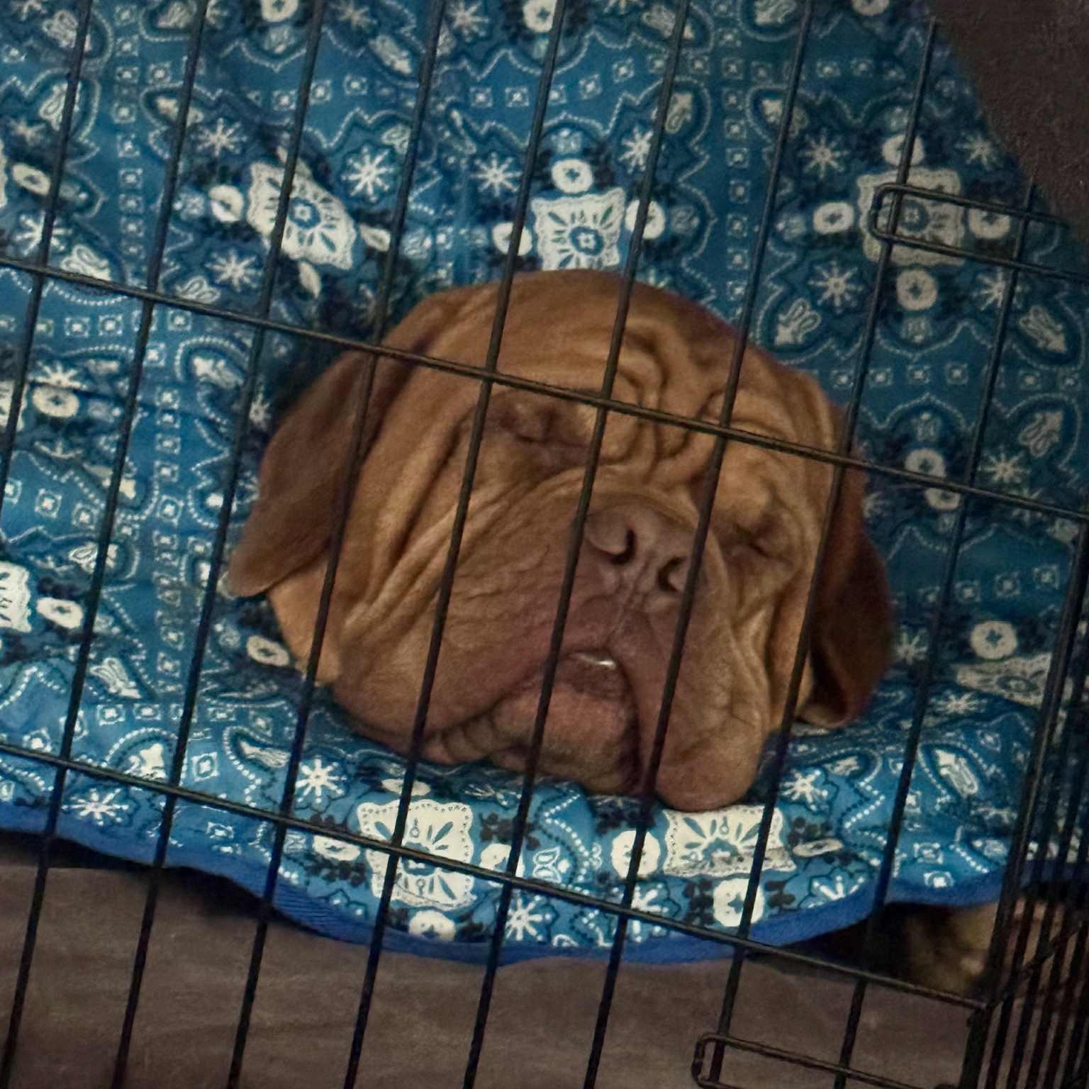 Huck, a Adoptable Dogue de Bordeaux in Gulfport, MS image 5/6