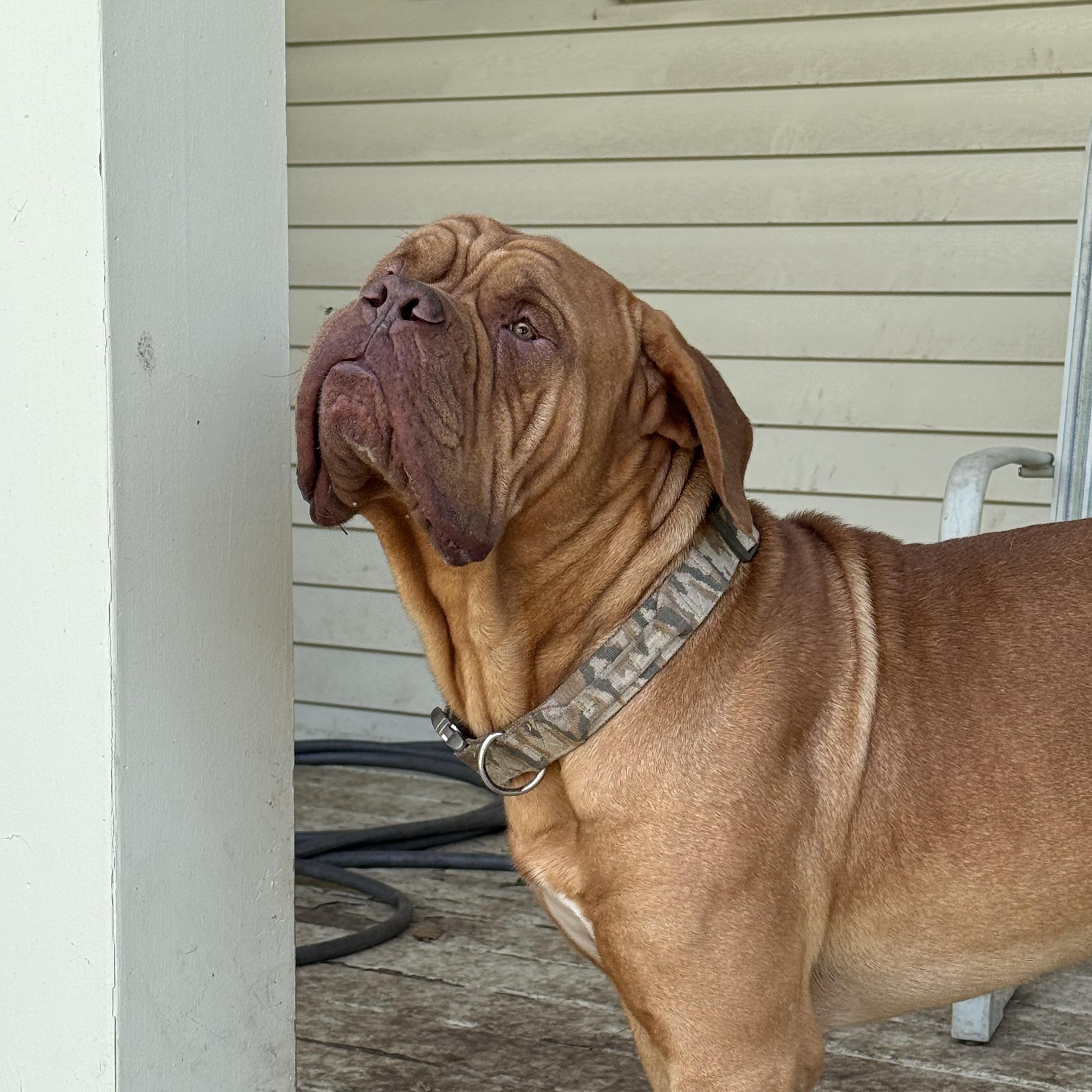 Huck, a Adoptable Dogue de Bordeaux in Gulfport, MS image 3/6
