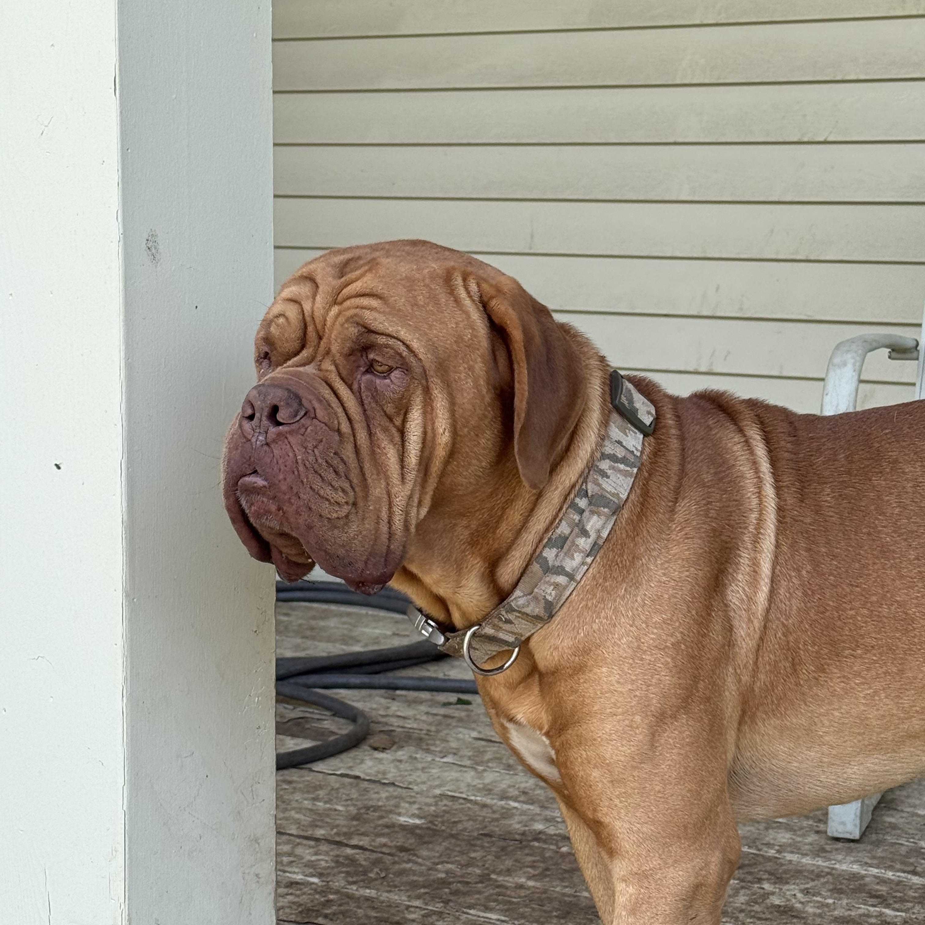 Huck, a Adoptable Dogue de Bordeaux in Gulfport, MS image 4/6