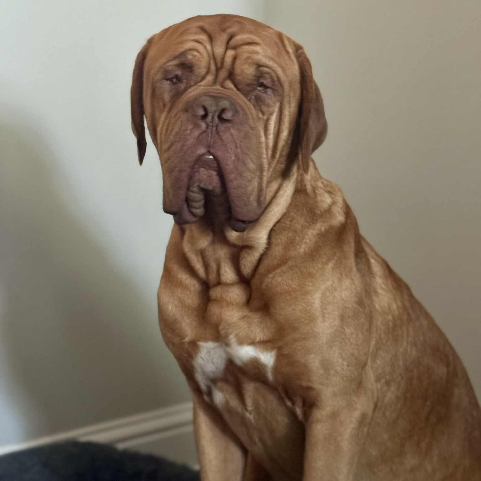 Huck, a Adoptable Dogue de Bordeaux in Gulfport, MS image 1/6
