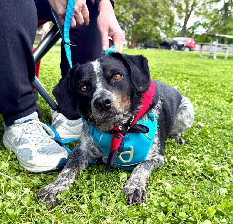 Heinz, a ADOPTABLE mixed breed in Red Hook, NY image 2/4