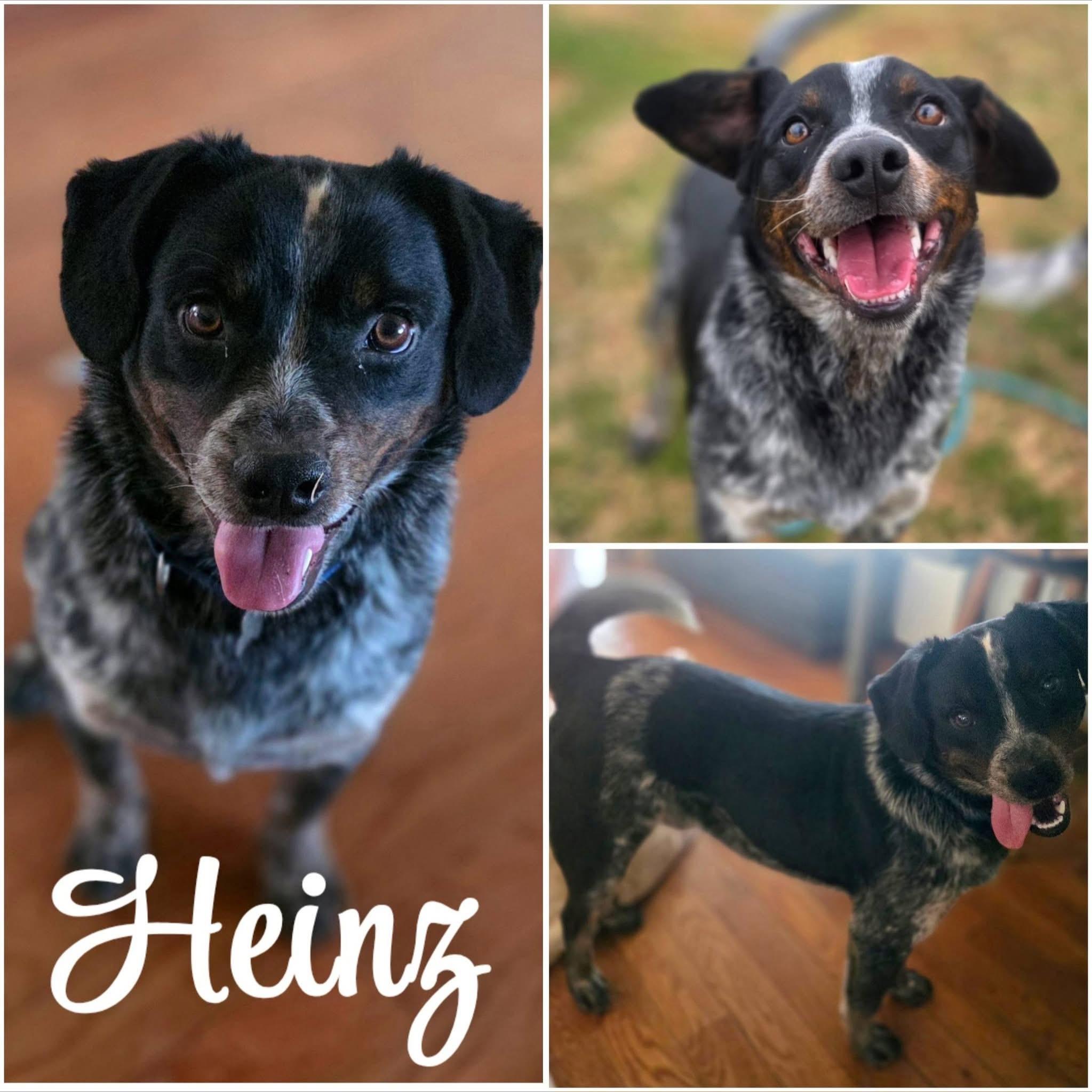 Heinz, a ADOPTABLE mixed breed in Red Hook, NY image 1/4