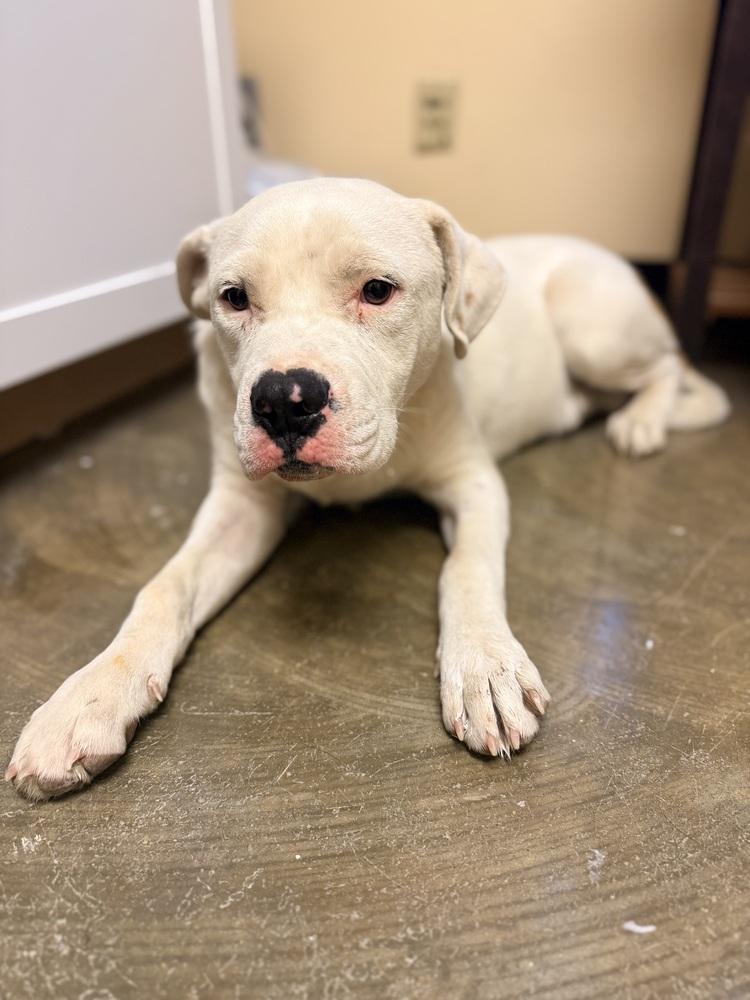 Enlarge Kurt 25D-345, a Adoptable mixed breed in Corinth, MS image 1/4