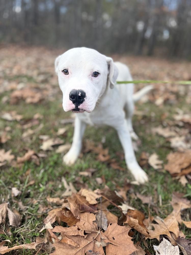 Enlarge Kurt 25D-345, a Adoptable mixed breed in Corinth, MS image 2/4