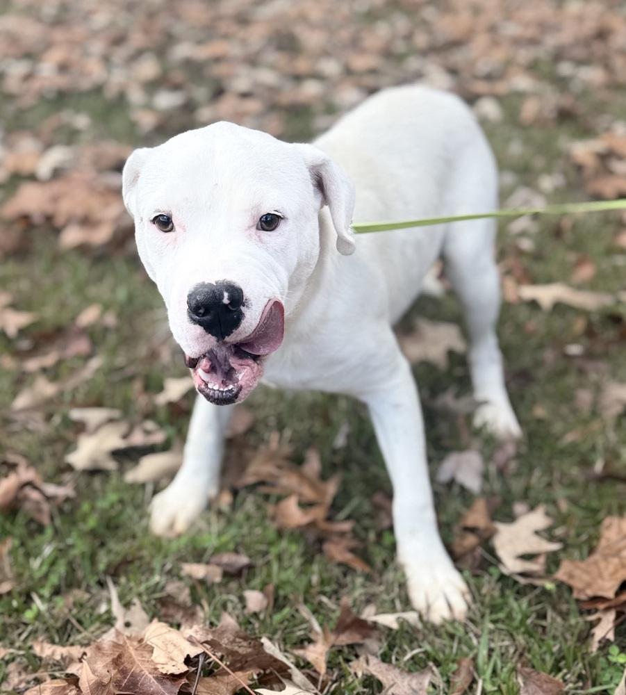 Enlarge Kurt 25D-345, a Adoptable mixed breed in Corinth, MS image 3/4