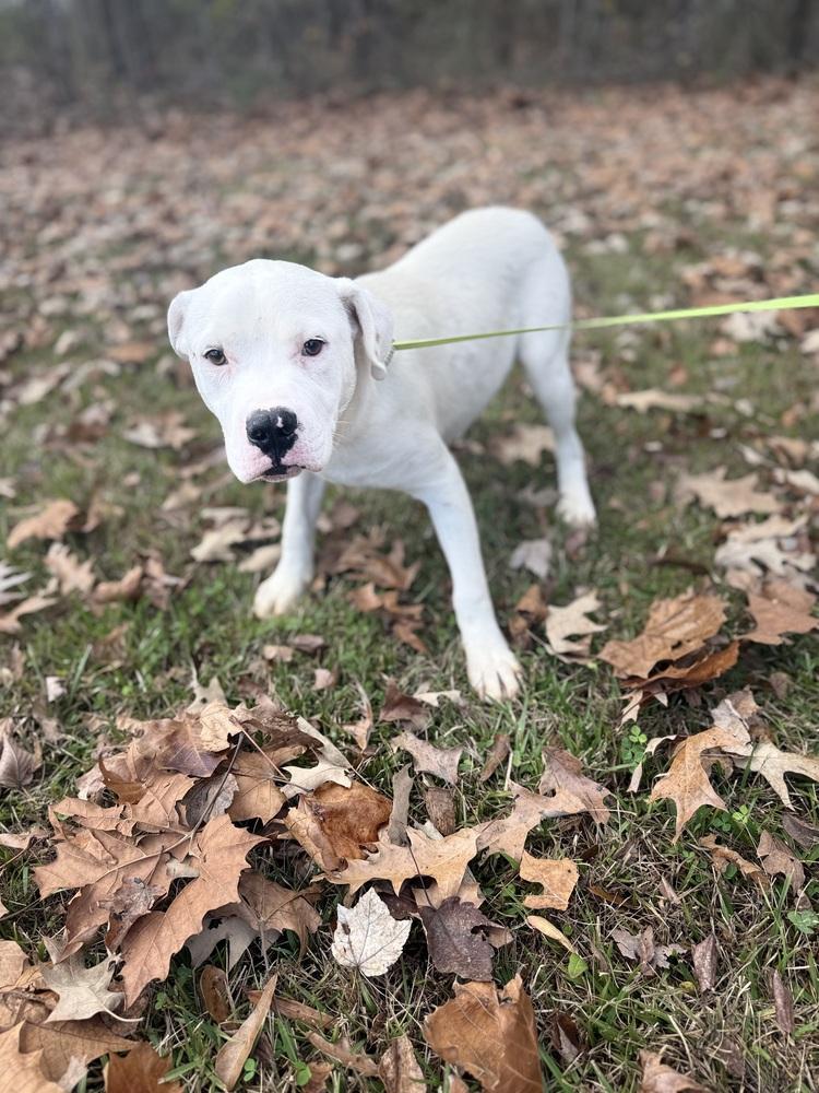 Enlarge Kurt 25D-345, a Adoptable mixed breed in Corinth, MS image 4/4