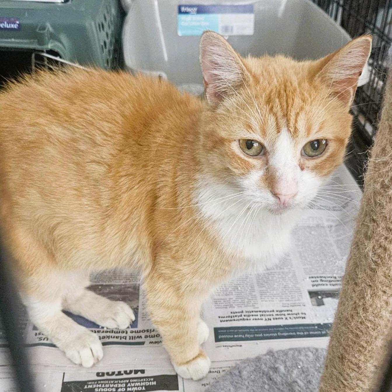 Enlarge Flynn (A Sweetheart), an adopted Domestic Short Hair in Rochester, NY image 1/1