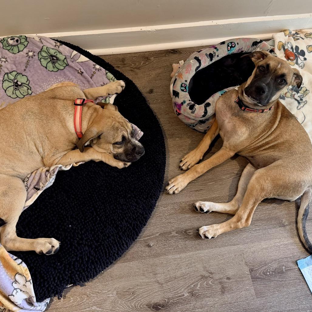 Ed, Adoptable, Young Female Mastiff & Mixed Breed.