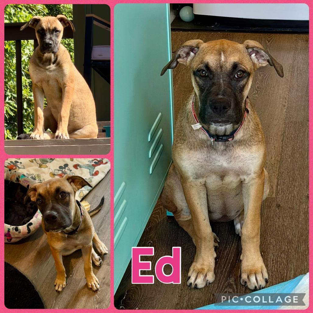 Enlarge Ed, a Adoptable mixed breed in Opelika, AL image 2/5