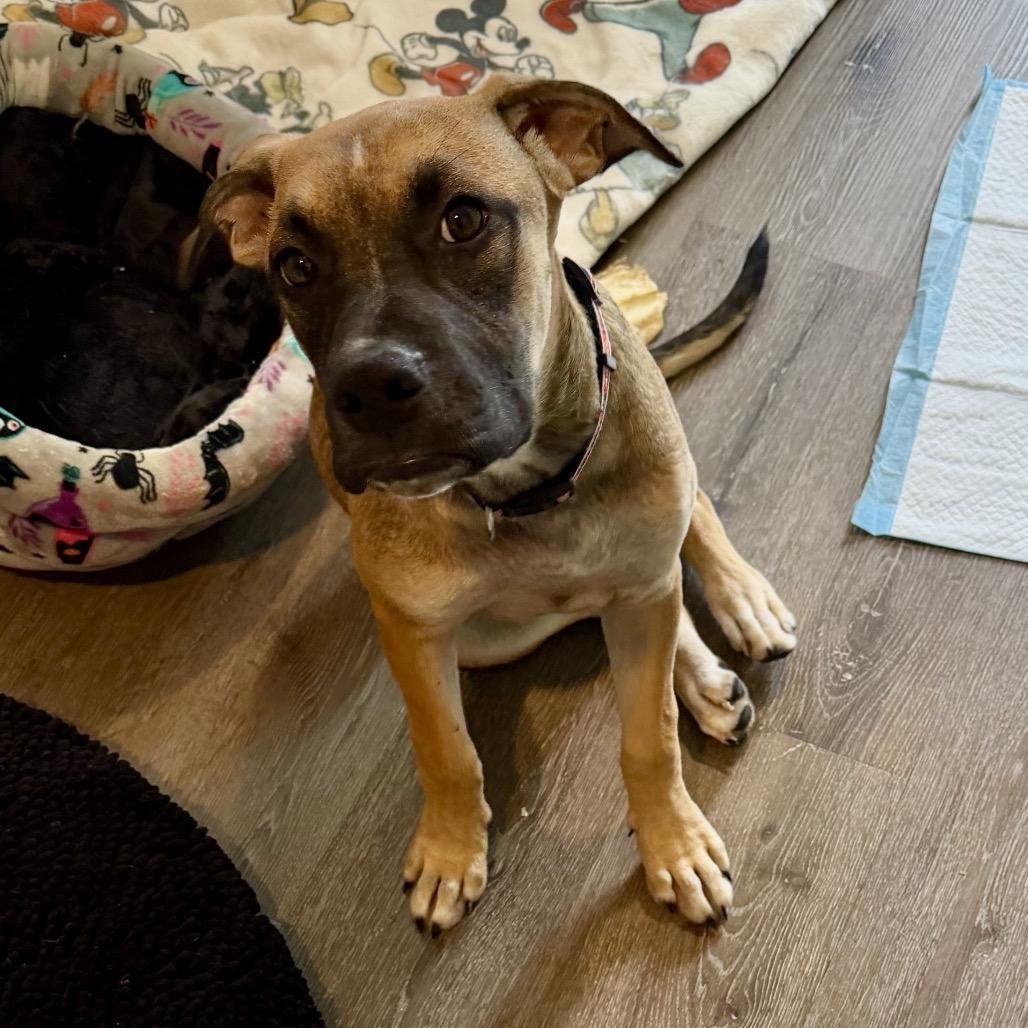 Enlarge Ed, a Adoptable mixed breed in Opelika, AL image 3/5