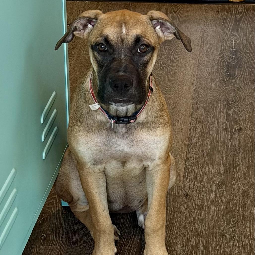 Enlarge Ed, a Adoptable mixed breed in Opelika, AL image 4/5